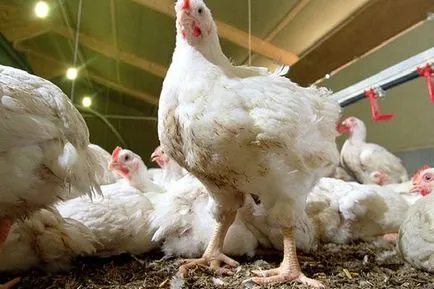 antibiotikum csirkék antibiotikum csirkék