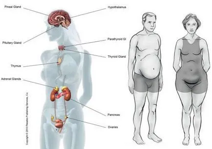 hormonális termékek