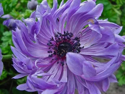 Mi a növény Anemone Mi a növény Anemone
