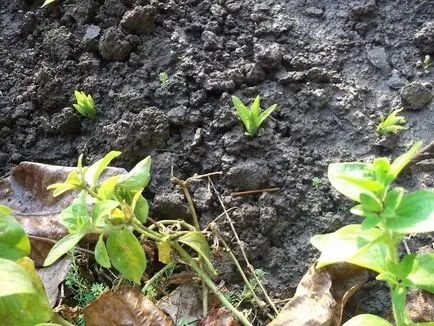 Mi a növény Anemone Mi a növény Anemone