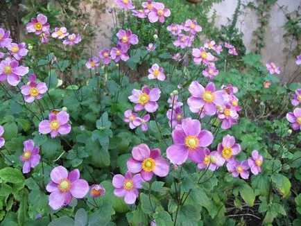 Mi a növény Anemone Mi a növény Anemone