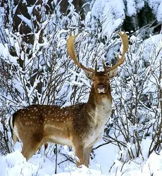 Deer leírása és szokások
