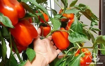 A veteményeskert az erkélyen, hogy lehet termeszteni otthon (is) A veteményeskert az erkélyen, hogy lehet termeszteni otthon