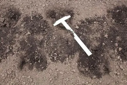 Uborka krokodil gén f1