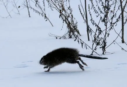 Pézsmapocok, huntmen