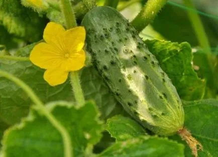 Uborka fajták korai fajták, jellemzőit, az időzítés az ültetés, karbantartás, szüret, fénykép, videó