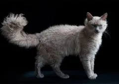 Leírás macska fajta ocicat és gondozás (ocicat) Leírás macska fajta ocicat és gondozás
