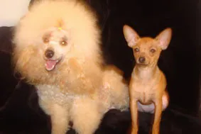 A magyar fajta terrier, hogy (a magyar fajta leírását terrier) Mintegy tenyészteni magyar Toy Terrier
