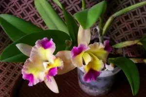 Orchid Cattleya leírása és jellemzői a termesztés
