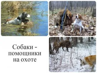 Alapjai képzés kutyák és kölykök vadászat videó természetesen - a tanulás dolgozni földeket