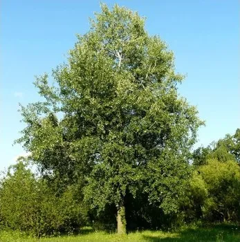 Aspen fák és levelek fotó, leírás