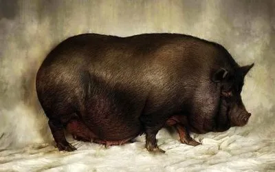 hog Farrow először, hogy mennyi megy terhes és hány medve malacok