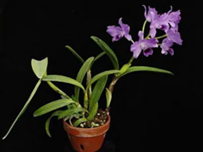 Cattleya orchidea fotók és otthoni gondozást különböző típusú Cattleya (fotó) Cattleya orchidea fotók és ápolási otthon a különböző Cattleya