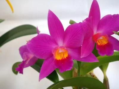 Cattleya orchidea fotók és ápolási otthon a különböző Cattleya fajok (otthon) Cattleya orchidea fotók és ápolási otthon a különböző Cattleya