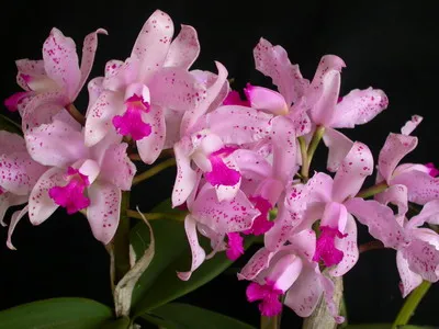 Cattleya orchidea fotók és otthoni gondozást különböző típusú Cattleya (fotó) Cattleya orchidea fotók és ápolási otthon a különböző Cattleya