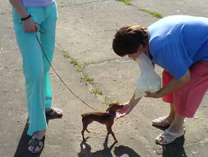 Mintegy tenyészteni magyar Toy terrier (a legkisebb fajta kutya) Mintegy tenyészteni magyar Toy Terrier