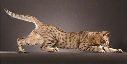 Leírás macska fajta ocicat néz ki, mint cica, felnőtt macska, és a macska, hogy mennyi kő