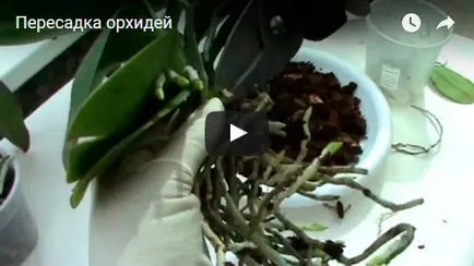 Cattleya orchidea - otthoni gondozást Cattleya szaporítás és az átültetést, fajták Cattleya