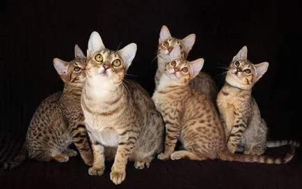 Leírás macska fajta ocicat néz ki, mint cica, felnőtt macska, és a macska, hogy mennyi kő
