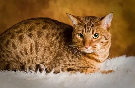 Leírás macska fajta ocicat néz ki, mint cica, felnőtt macska, és a macska, hogy mennyi kő