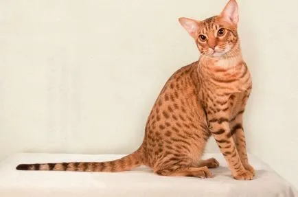 Leírás macska fajta ocicat néz ki, mint cica, felnőtt macska, és a macska, hogy mennyi kő