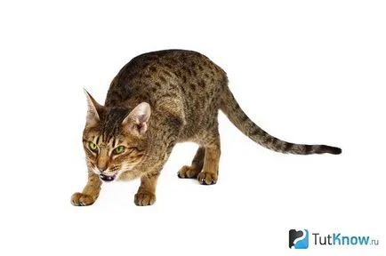 Leírás macska fajta ocicat és ellátás (otthoni leopárd) Leírás macska fajta ocicat és gondozás