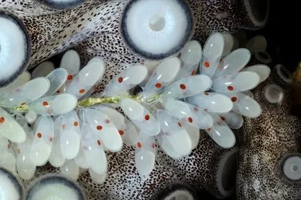 Octopus, állat enciklopédia
