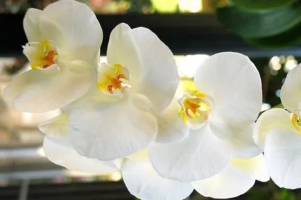 Orchid Cattleya leírása és jellemzői a termesztés