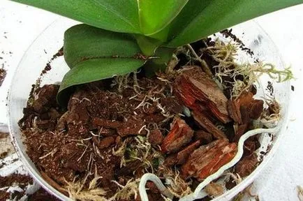 Orchid Cattleya leírása és jellemzői a termesztés