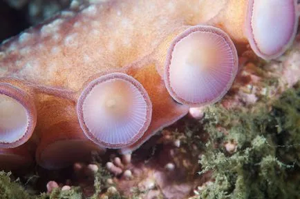 Octopus, állat enciklopédia