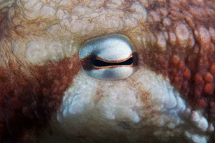 Octopus, állat enciklopédia