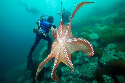 Octopus, állat enciklopédia