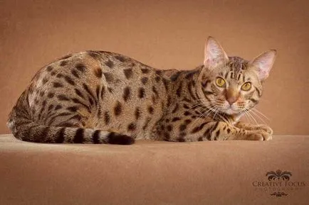 Leírás macska fajta ocicat néz ki, mint cica, felnőtt macska, és a macska, hogy mennyi kő