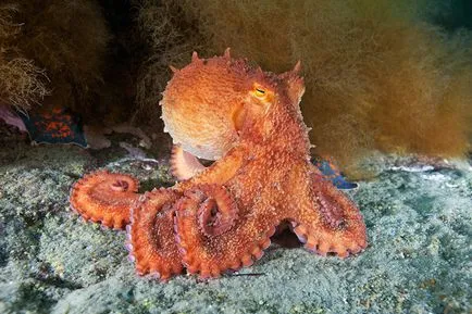 Octopus, állat enciklopédia