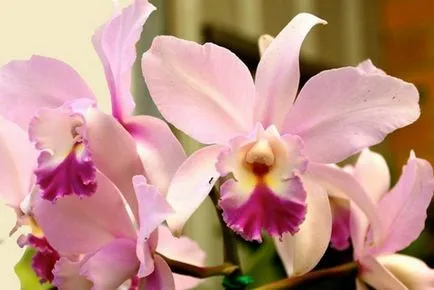 Orchid Cattleya leírása és jellemzői a termesztés