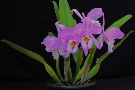 Orchid Cattleya leírása és jellemzői a termesztés
