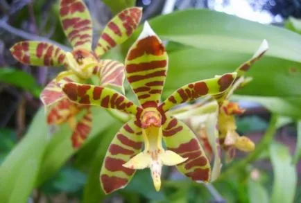Jellemzők és termesztési módszerekkel orchidea otthon