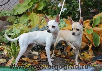 Mintegy tenyészteni magyar Toy terrier (a legkisebb fajta kutya) Mintegy tenyészteni magyar Toy Terrier