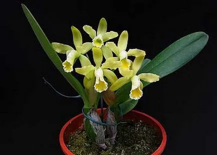 Cattleya orchidea fotók és otthoni gondozást különböző típusú Cattleya (Cattleya) Cattleya orchidea fotók és ápolási otthon a különböző Cattleya