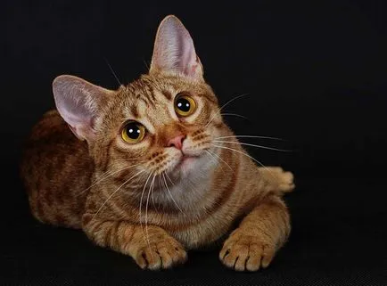 Leírás macska fajta ocicat néz ki, mint cica, felnőtt macska, és a macska, hogy mennyi kő
