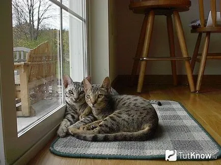 Leírás macska fajta ocicat és gondozás (rock) Leírás macska fajta ocicat és gondozás