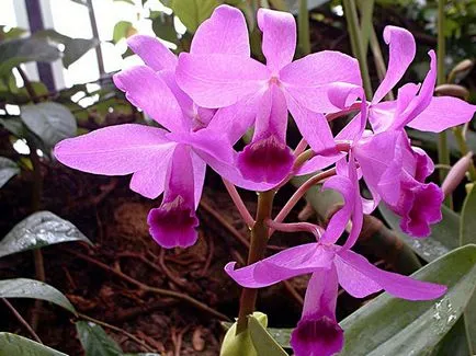 Cattleya orchidea - otthoni gondozást Cattleya szaporítás és az átültetést, fajták Cattleya