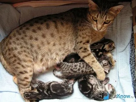 Leírás macska fajta ocicat és gondozás (macska) Leírás macska fajta ocicat és gondozás