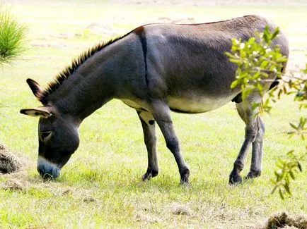 Donkey szamár tartalmat az otthoni, 10 érdekes tény a zhivotnomsvoy ház a falu (a feltételek) Donkey szamár tartalmat az otthoni, 10 érdekes tény a ház a falu zhivotnomsvoy