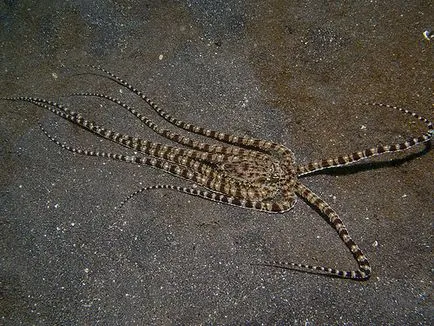 Octopus, állat enciklopédia