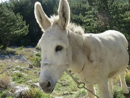 Donkey szamár tartalmat az otthoni, 10 érdekes tény a zhivotnomsvoy ház a falu (a szamár) Donkey szamár tartalmat az otthoni, 10 érdekes tény a ház a falu zhivotnomsvoy