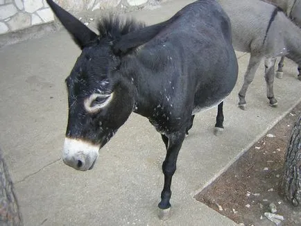 Donkey szamár tartalmat az otthoni, 10 érdekes tény a zhivotnomsvoy ház a falu (a feltételek) Donkey szamár tartalmat az otthoni, 10 érdekes tény a ház a falu zhivotnomsvoy