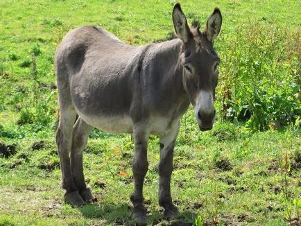 Donkey szamár tartalmat az otthoni, 10 érdekes tény a zhivotnomsvoy ház a falu (a szamár) Donkey szamár tartalmat az otthoni, 10 érdekes tény a ház a falu zhivotnomsvoy
