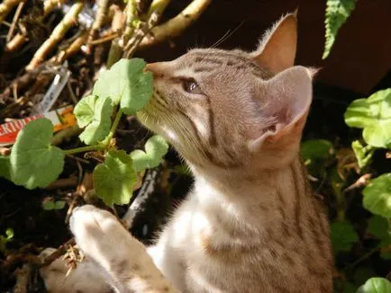 Leírás macska fajta ocicat néz ki, mint cica, felnőtt macska, és a macska, hogy mennyi kő