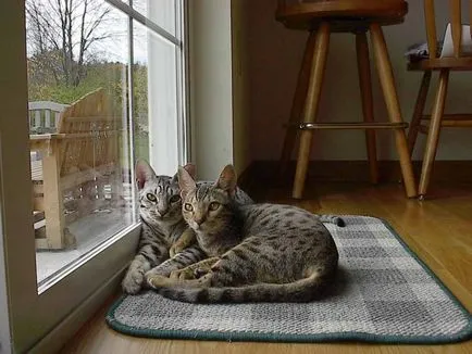 Leírás macska fajta ocicat néz ki, mint cica, felnőtt macska, és a macska, hogy mennyi kő